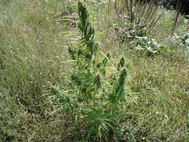 kanape Ramybes kalne :)