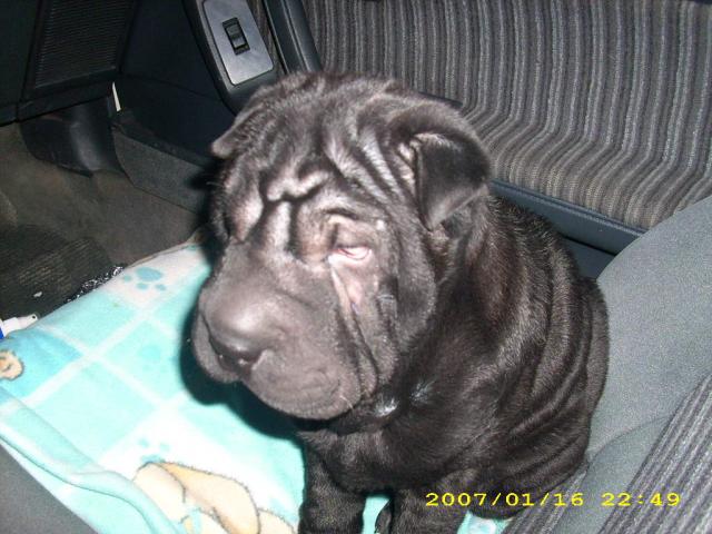  toyotos seimininke :)