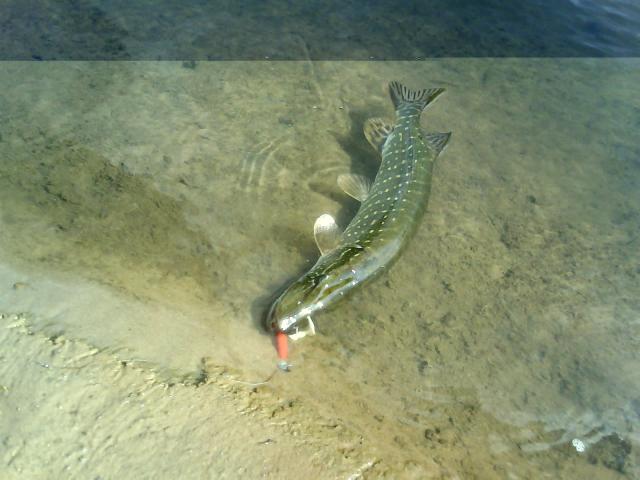 Mano hobio rezultatas :)