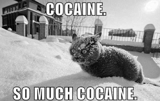 So much cocaine.jpg