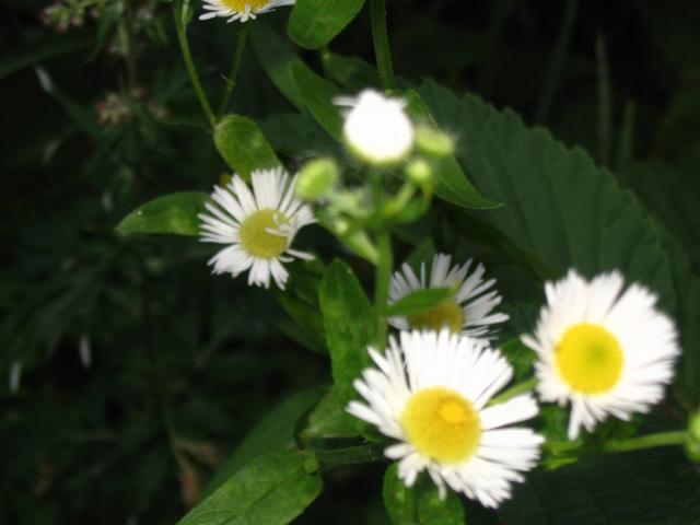  ji uz ramuniu pasislepusi....